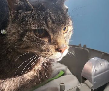 Turtle Creek Animal Hospital