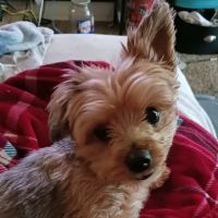 Banfield Pet Hospital ico