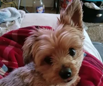 Banfield Pet Hospital