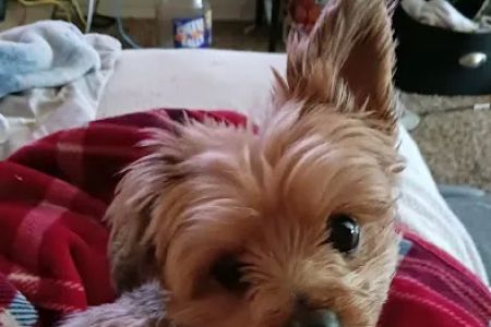 Banfield Pet Hospital