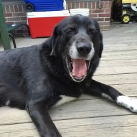 Carey Animal Hospital ico