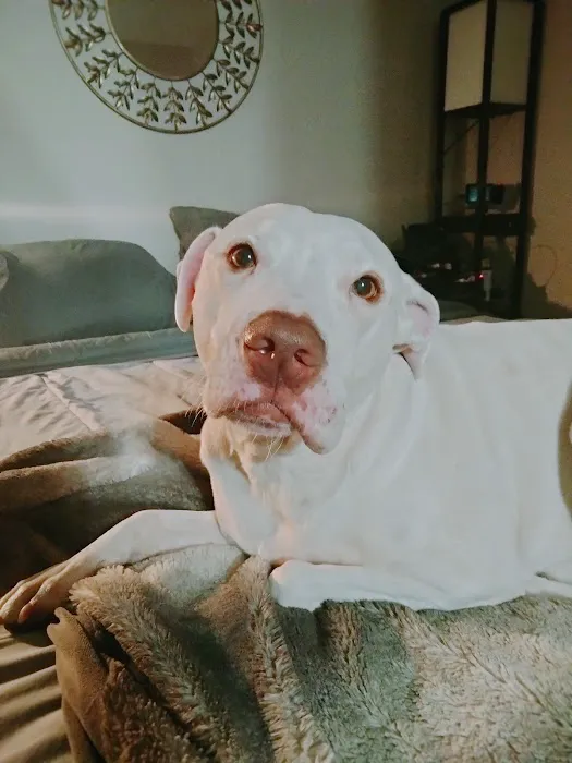 Carey Animal Hospital 2