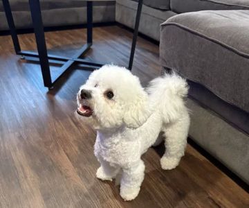 Woof Gang Bakery & Grooming Lakewood Ranch