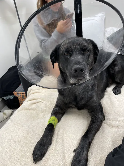 Veterinary Emergency Group 12