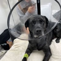 Veterinary Emergency Group ico