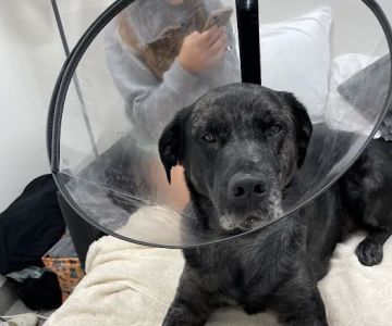 Veterinary Emergency Group