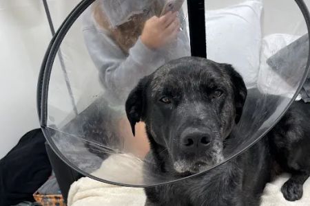 Veterinary Emergency Group