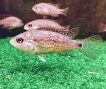 BioAquatiX, Online Fish Store and Shop
