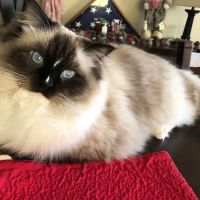 Noah's Ark Animal Clinic of Colerain ico