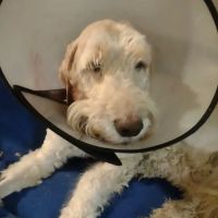 Colerain Animal Clinic: Lies J Michael DVM ico