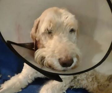 Colerain Animal Clinic: Lies J Michael DVM