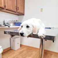 Mt Healthy Animal Hospital ico