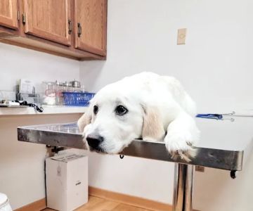Mt Healthy Animal Hospital