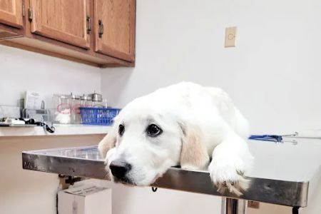 Mt Healthy Animal Hospital