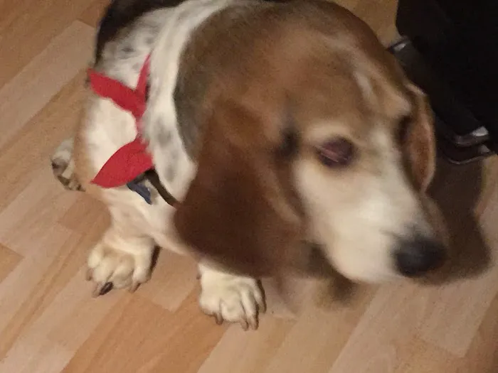Mt Healthy Animal Hospital 12