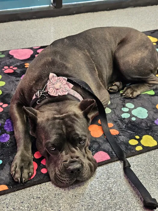 PetVet365 Pet Hospital Cincinnati / Colerain 12