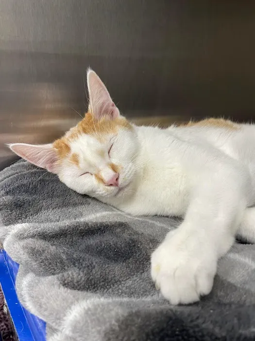 PetVet365 Pet Hospital Cincinnati / Colerain 12