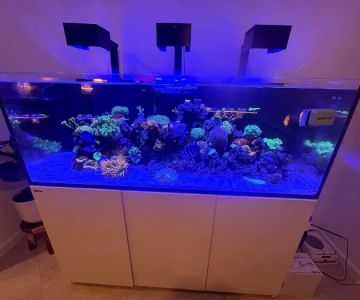 Wicked Sticks Aquarium Service and Maintenance
