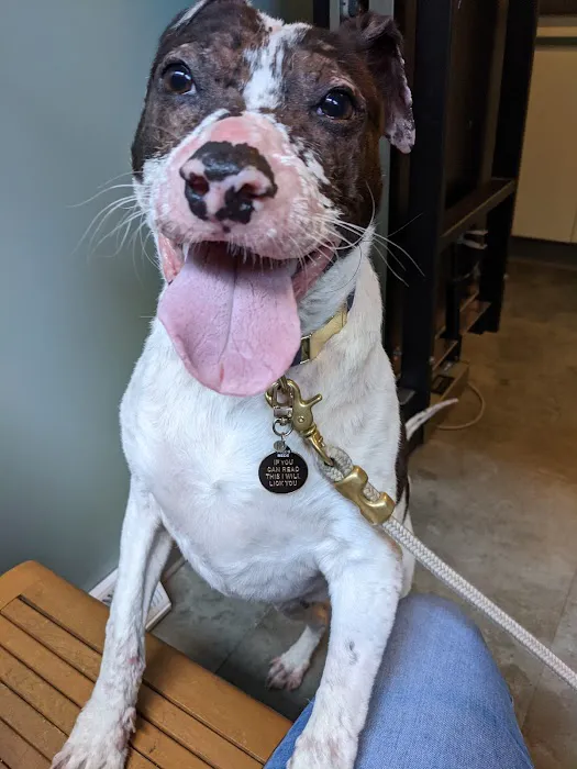 Howell Avenue Pet Hospital 12