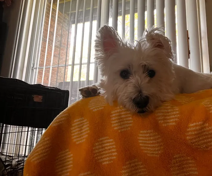 Howell Avenue Pet Hospital 12