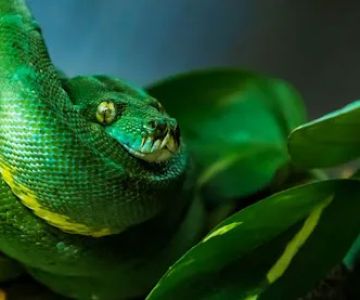 Jacksonville Reptile Expo Show me show