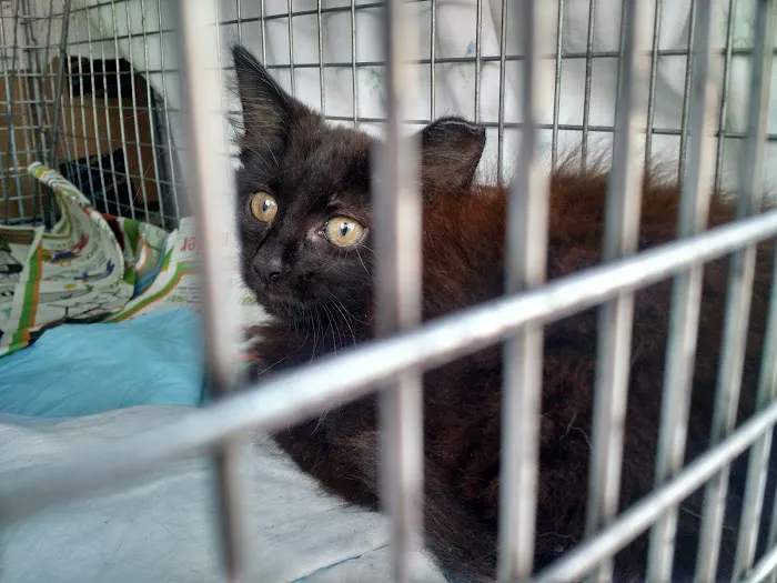 UCAN Nonprofit Pet Care Clinic 12