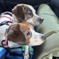 UCAN Nonprofit Pet Care Clinic ico
