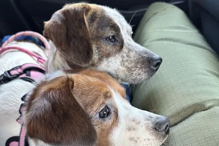 UCAN Nonprofit Pet Care Clinic