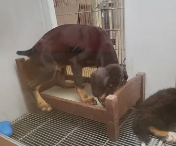 Petland Jacksonville