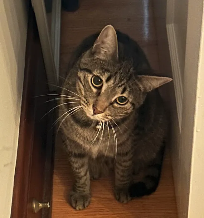 Hyde Park Veterinary Clinic 12