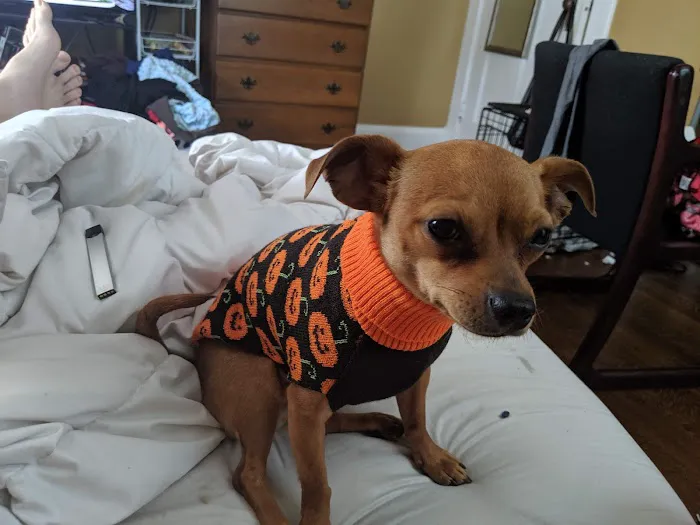 Hyde Park Veterinary Clinic 12
