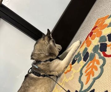PetVet365 Pet Hospital Cincinnati/Hyde Park