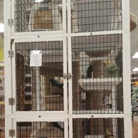 Pet Supermarket ico