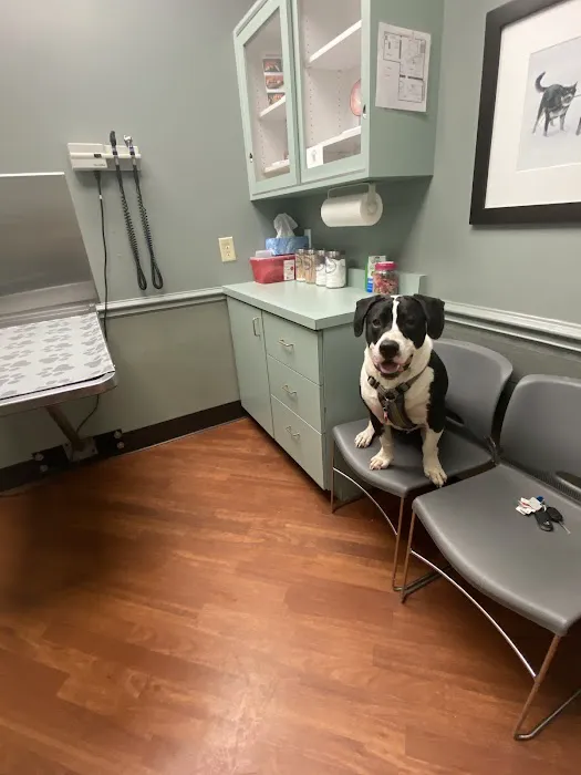 The Animal Hospital on Mt Lookout Square 12