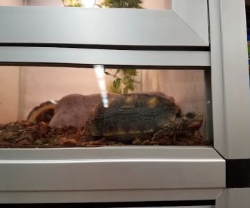 Pet Supermarket