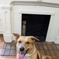 Baker House Animal Hospital ico