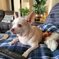 Custis Veterinary Hospital ico
