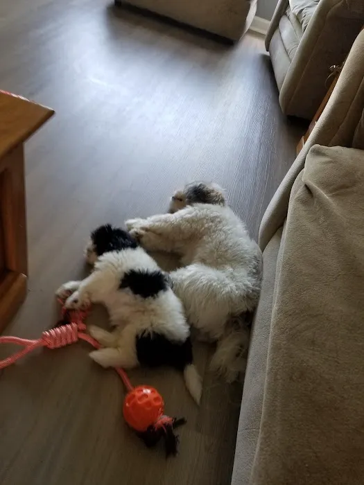 Countryside Animal Hospital 12