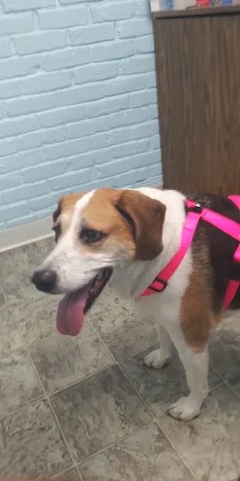 Countryside Animal Hospital 12