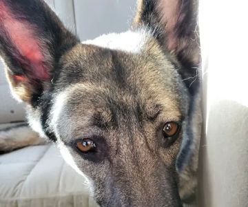 Pet Wants Fort Lauderdale