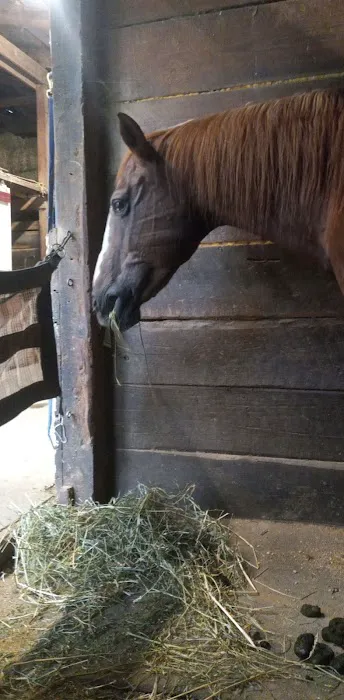 Lebanon Equine Clinic 3