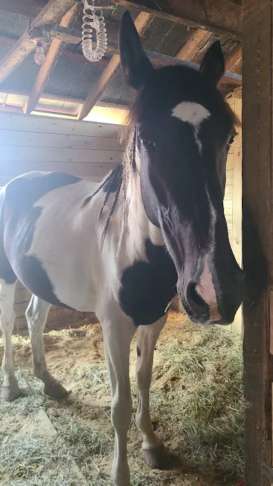 Lebanon Equine Clinic 5