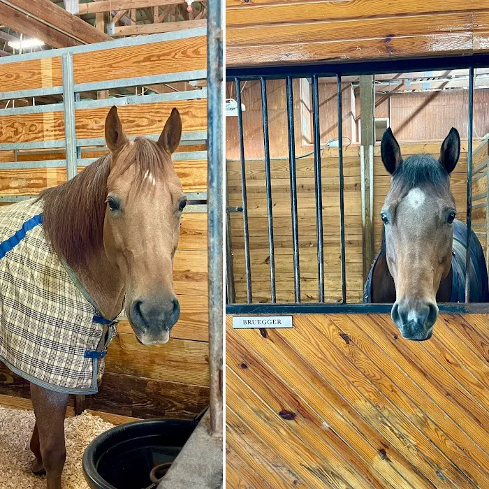 Lebanon Equine Clinic 4