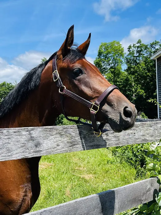 Lebanon Equine Clinic 2