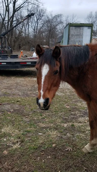 Lebanon Equine Clinic 1