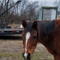 Lebanon Equine Clinic ico