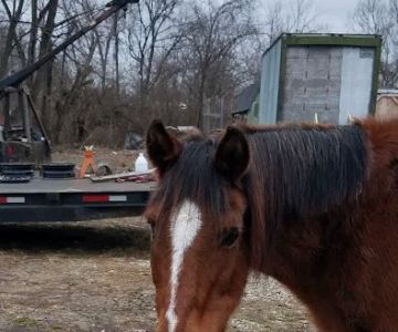 Lebanon Equine Clinic
