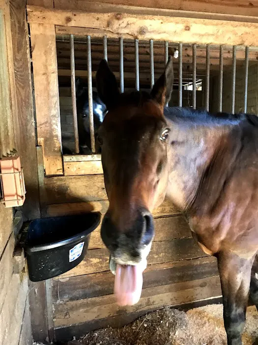 Lebanon Equine Clinic 6