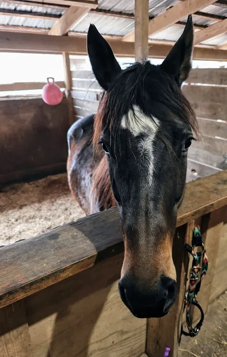 Lebanon Equine Clinic 7