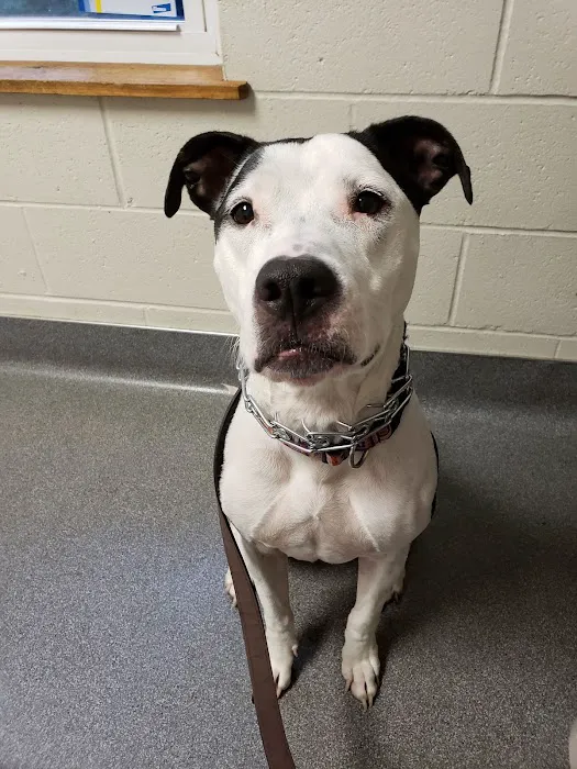 Eastgate Animal Hospital 12